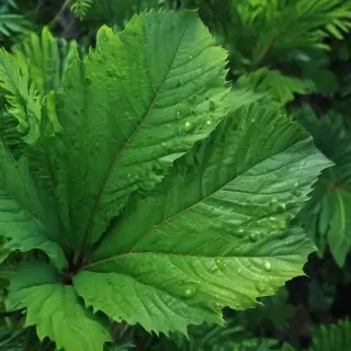 iphone wallpaper green