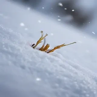 snow iphone background
