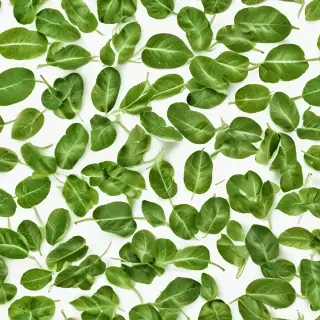 green on white background