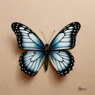 picture of butterfly drawing