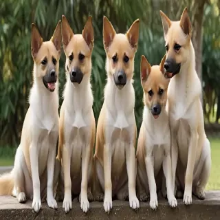 balinese breed