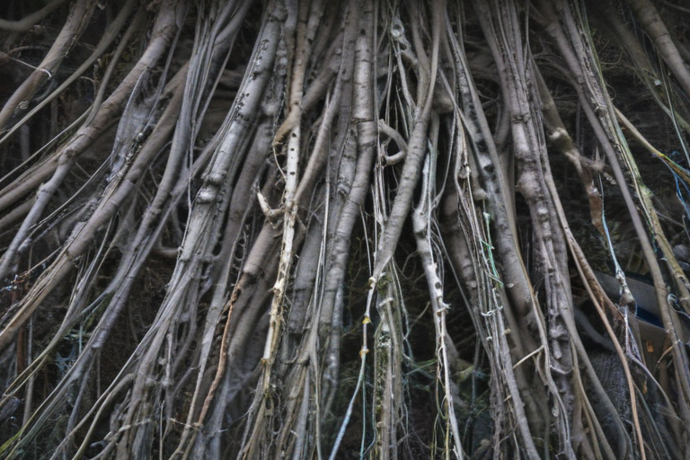 an entangled society