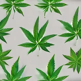 marijuana leaf transparent background