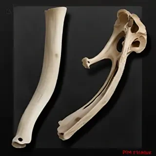 bone png