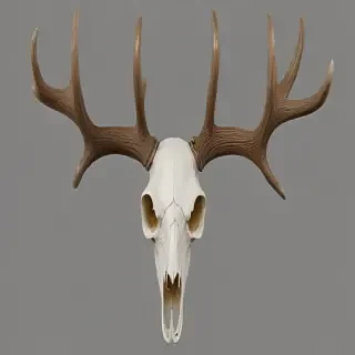 deer skull png