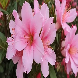 azalea flower