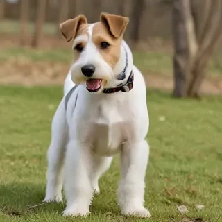 fox terrier dog breed