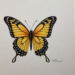 picture of butterfly drawing