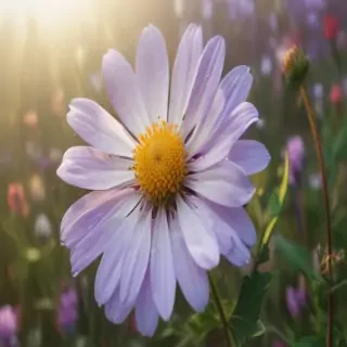 wildflower png