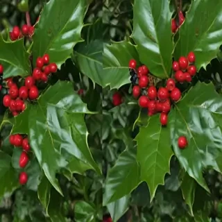 images of holly