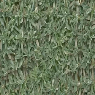 aesthetic sage green