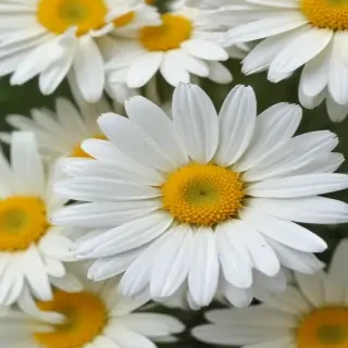 daisy background wallpaper