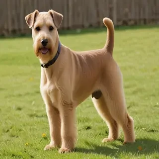 lakeland terrier