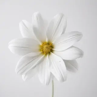 white background flower