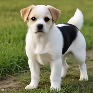 pekalier dog breed