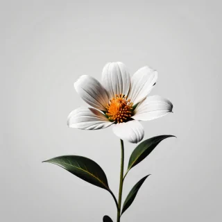 minimalist flower