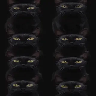 black cats