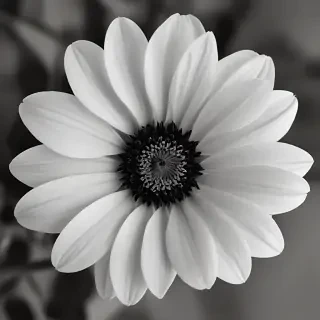 flower images black and white