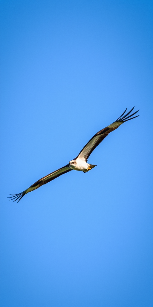capture a high-resolution image of an osprey in mid-flight against a clear blue sky using a DSLR camera with a 300mm lens, aperture at f/8, shutter speed at 1/1000s, and ISO 200 for optimal clarity and detail