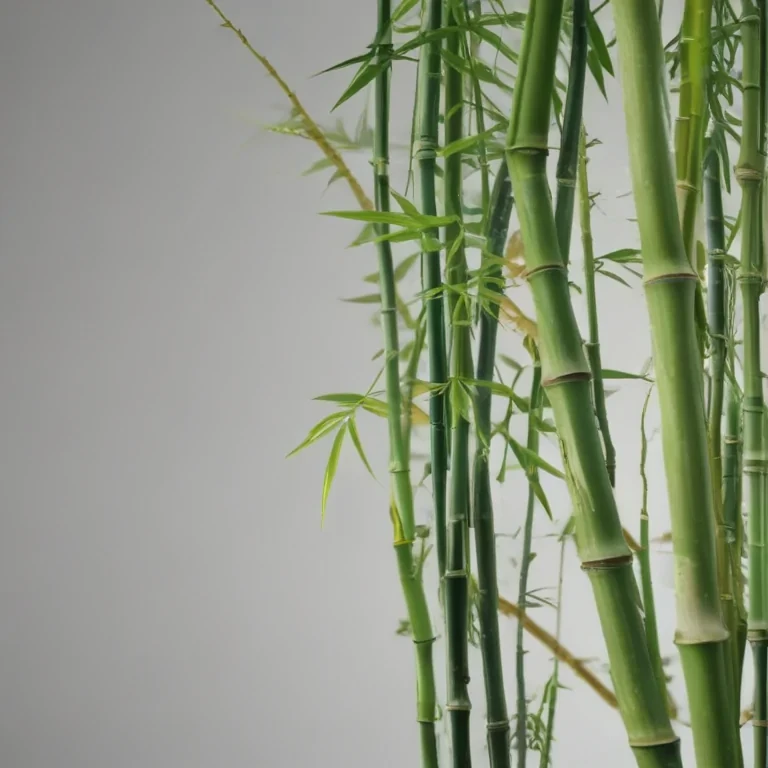bamboo png
