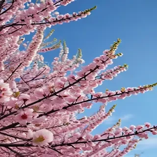 spring iphone background