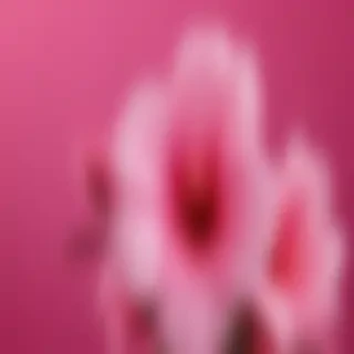 hot pink wallpaper for iphone