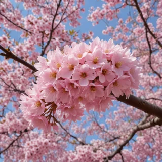 sakura flower
