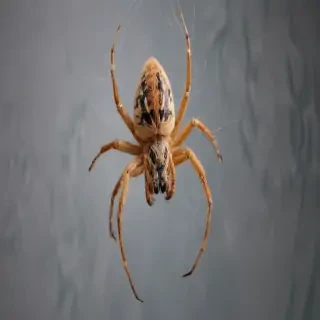 spider png
