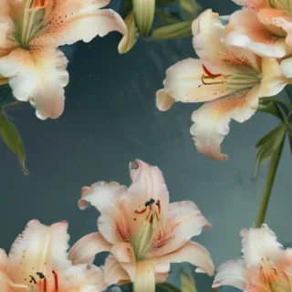 lily background