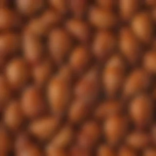 turkey png