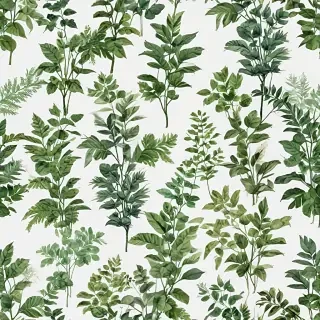 plants transparent background
