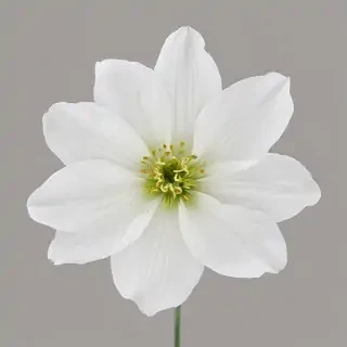 white flower png