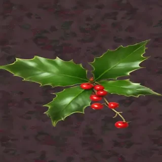 png holly
