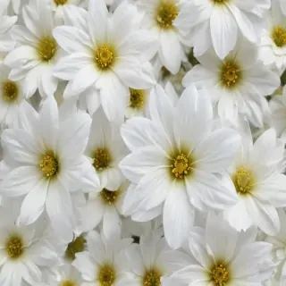 white flower transparent background