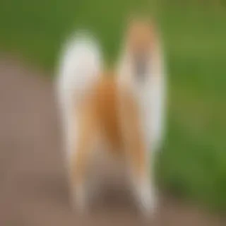 german spitz