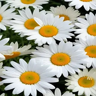 daisy flower wallpaper