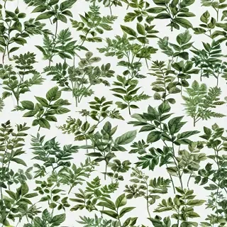 plants transparent background