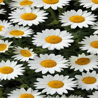 daisy wallpaper for desktop