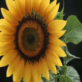 sunflower outline