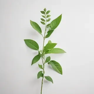 green on white background