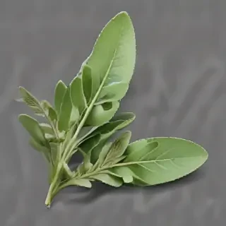 sage png