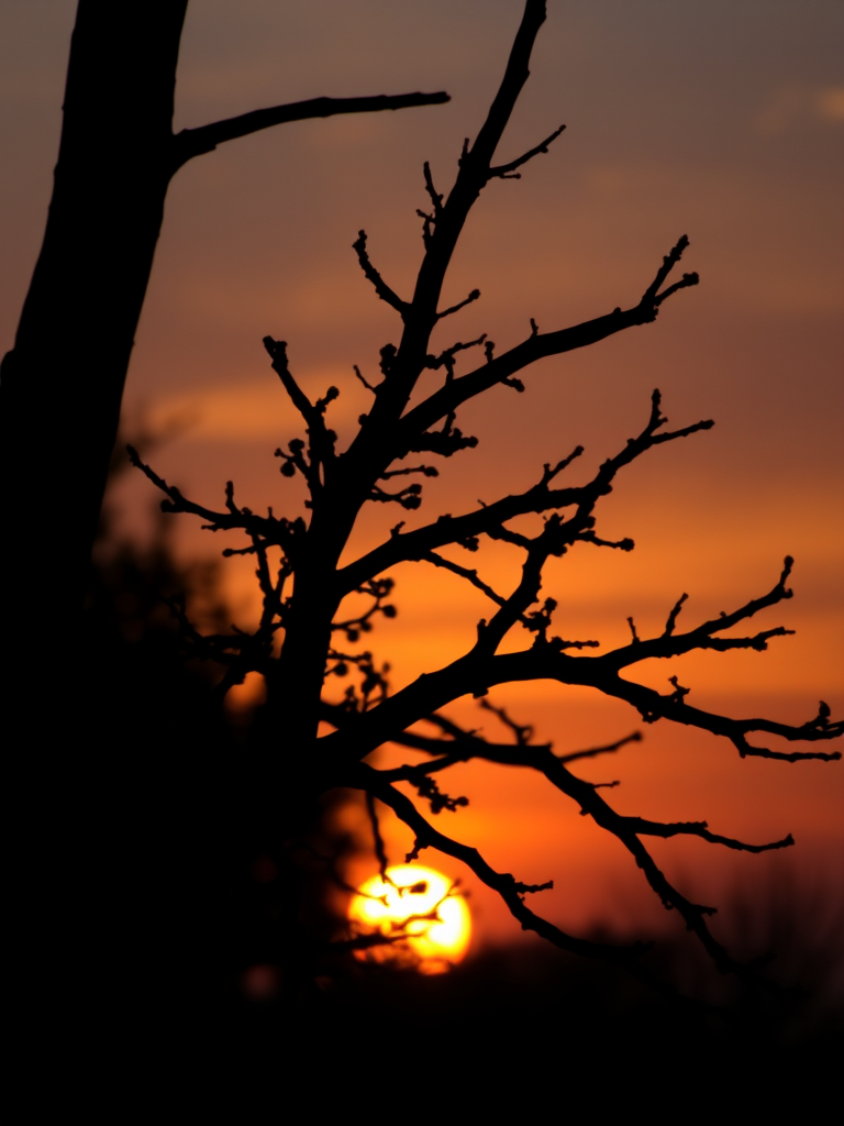 high-resolution image of a silhouette of a tree against a sunset background, soft focus effect, taken with a DSLR camera, 50mm lens, aperture f/2.8, ISO 100, natural lighting, vibrant colors in the sky.