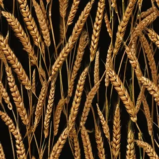 wheat png