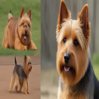 australian terrier dog breed