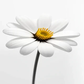 flower with white background