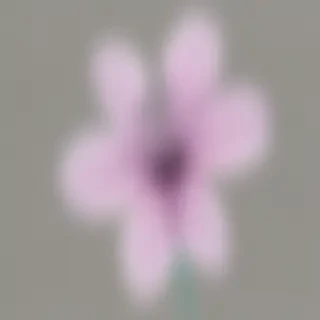 transparent flower outline