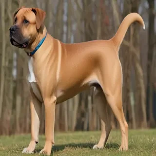 tosa dog breed