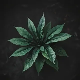 plant iphone wallpaper