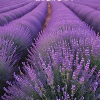 aesthetic lavender wallpaper