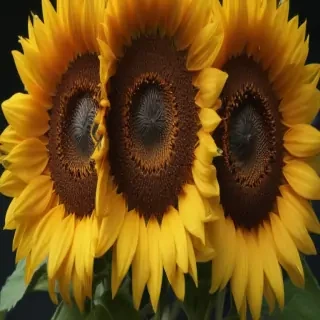 aesthetic sunflower
